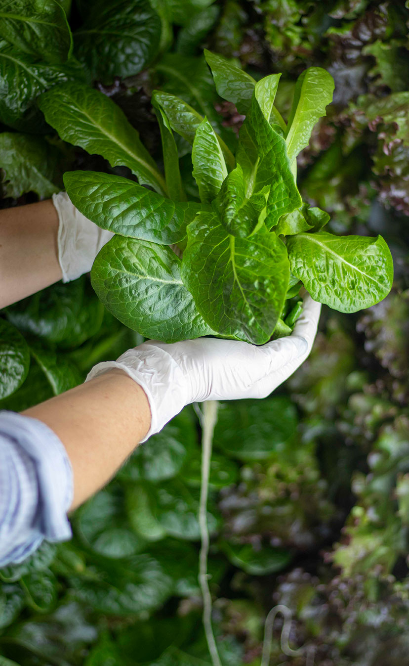 Volunteer picking fresh produce