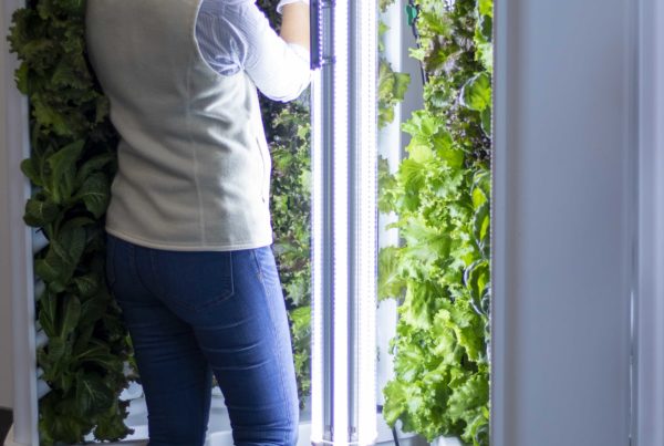 Hydroponic farm with lettuce growing