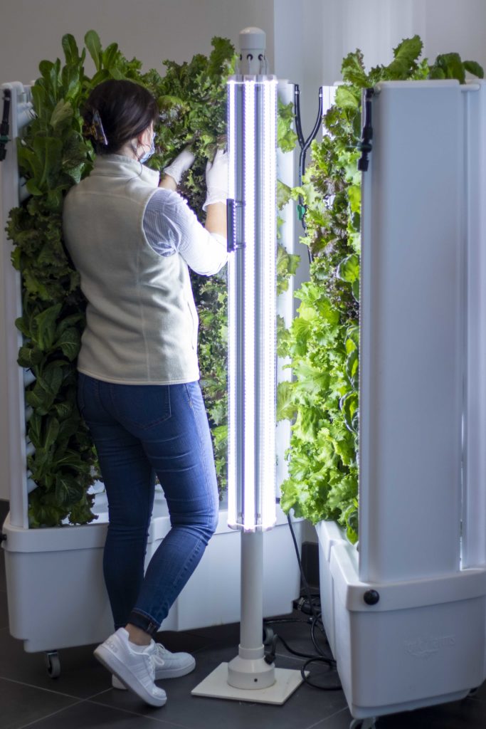 Hydroponic farm with lettuce growing