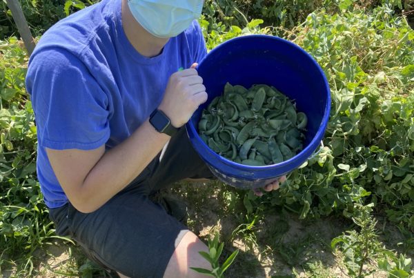 Volunteer displays a bucket of vegetables harvested from the farm field around him.