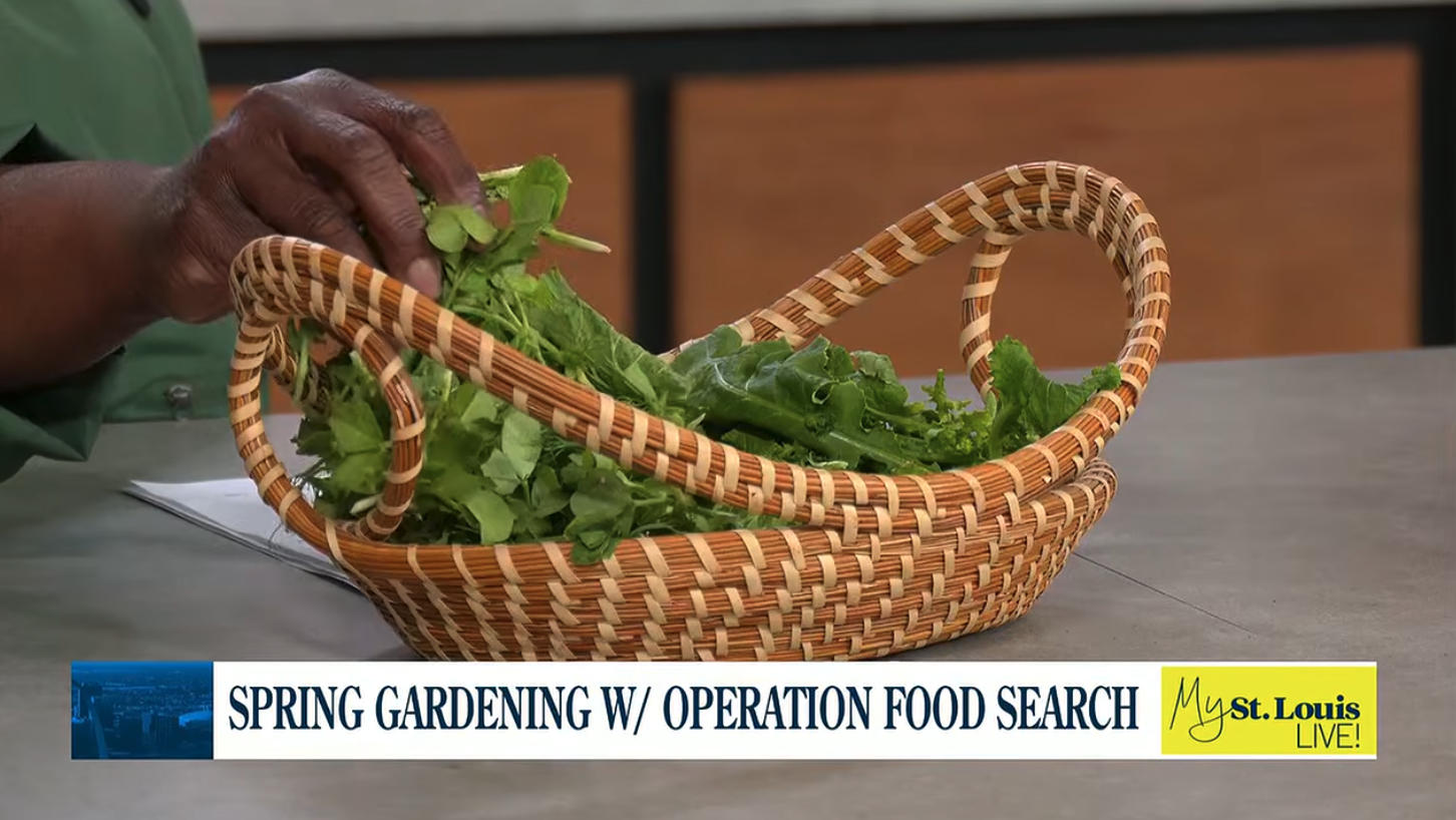 Spring Gardening with Operation Food Search featured on KMOV