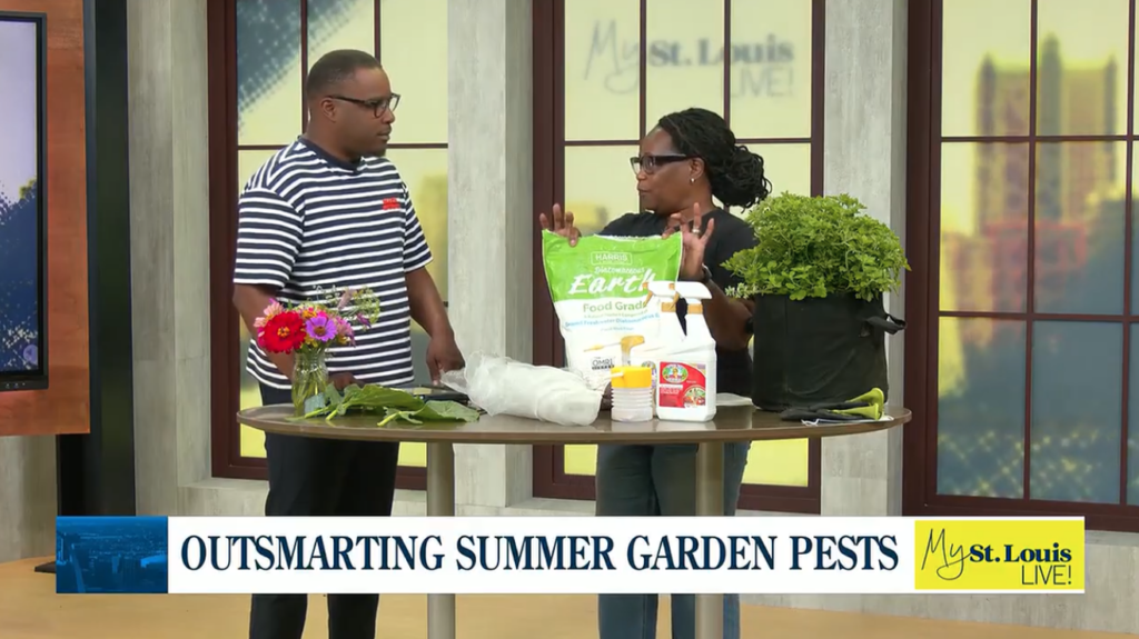 News clip of outsmarting summer garden pests featured on KMOV